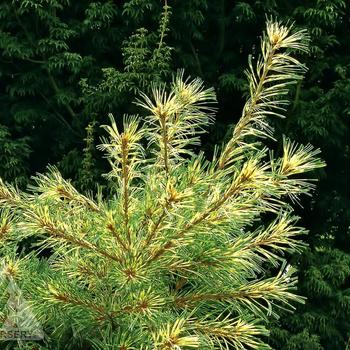 Pinus parviflora 'Ogon Janome'