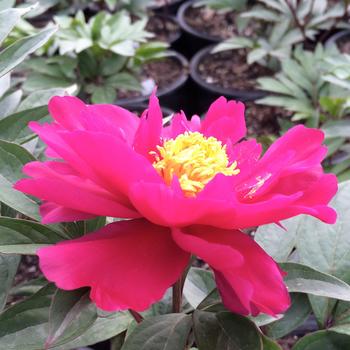 Paeonia 'Moscow' 