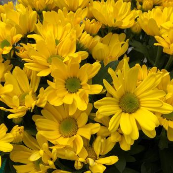 Chrysanthemum indicum 'Flagstaff™ Gold'