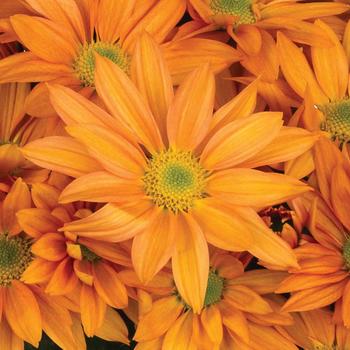 Chrysanthemum indicum 'Grandview™ Orange' 