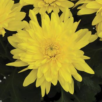 Chrysanthemum indicum 'Kingsville™ Yellow'