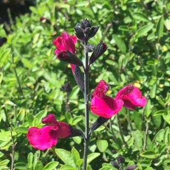 Salvia x jamensis VIBE® 'Ignition Fuchsia'