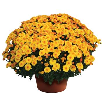 Chrysanthemum x morifolium 'Cheryl™ Golden'