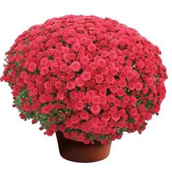 Chrysanthemum x morifolium Danielle™ Red