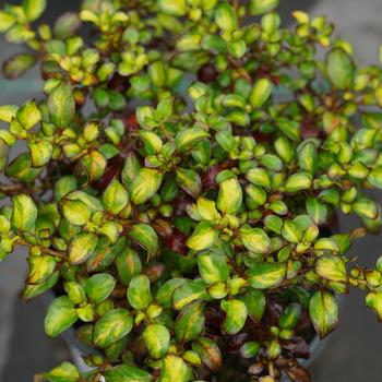 Coprosma repens Waxwing™ 'Lime'