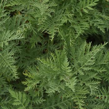 Artemisia gmelinii 'SunFern™ Arcadia'