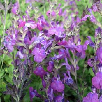 Salvia greggii 'Purple' 
