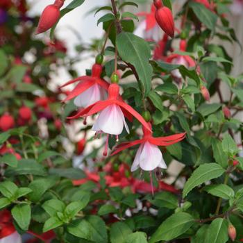 Fuchsia magellanica Windchimes® 'Upright Red and White'