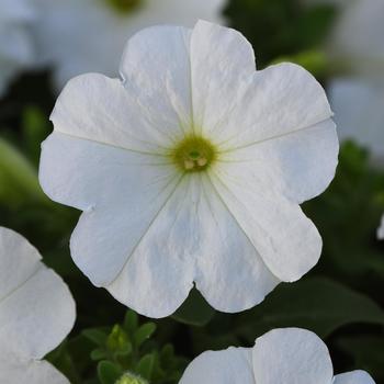 Petunia 'White Improved' 