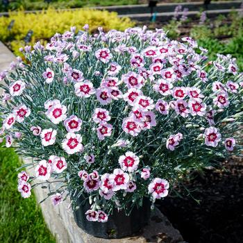 Dianthus Mountain Frost™ 'Ruby Snow'
