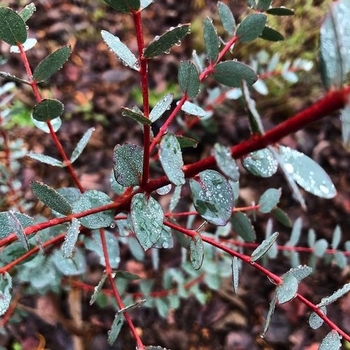 Eucalyptus parvula