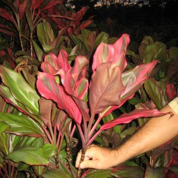 Cordyline fruticosa 'Bali Red'