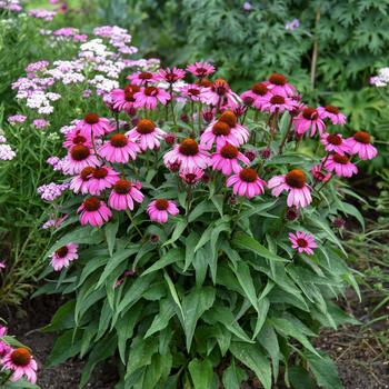 Echinacea Color Coded® 'The Fuchsia is Bright'