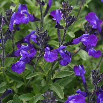 Salvia greggii Mirage™ 'Blue'