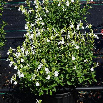 Salvia greggii Mirage™ 'White'