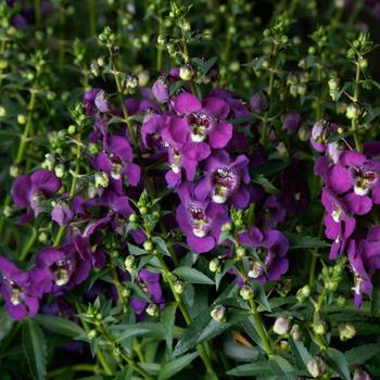 Angelonia angustifolia Angelissa™ Purple