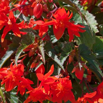 Begonia boliviensis Mistral® 'Double Orange'