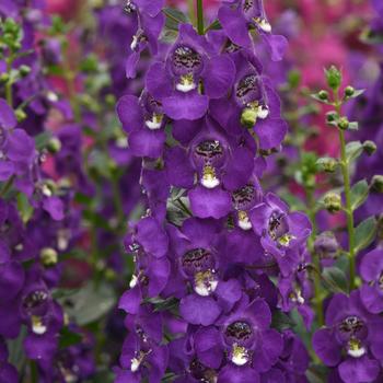 Angelonia angustifolia Archangel™ Purple Improved