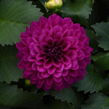 Dahlia Venti™ Royal Purple