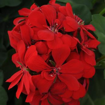 Pelargonium peltatum Royal™ 'Scarlet Red'