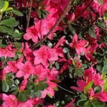 Rhododendron Glenn Dale hybrid 'Prudence' 