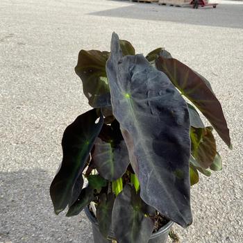 Colocasia esculenta 'Black Beauty' 