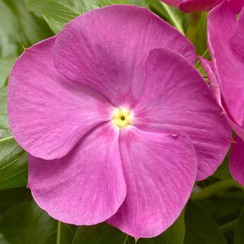 Catharanthus roseus Cora® XDR Orchid