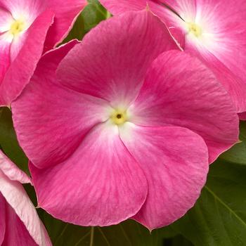 Catharanthus roseus Cora® XDR Pink Halo