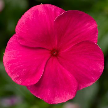 Catharanthus roseus Cora® Cascade XDR Punch