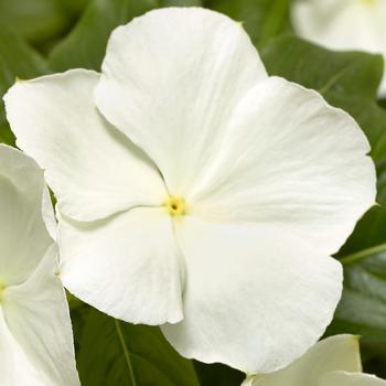 Catharanthus roseus Cora® XDR White