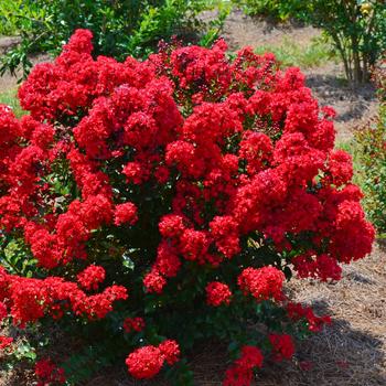 Lagerstroemia 'Red Magic™'