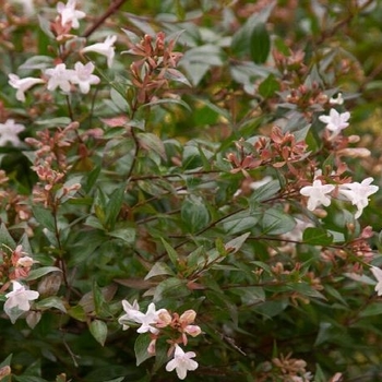 Abelia x grandiflora 'Gretoo' 