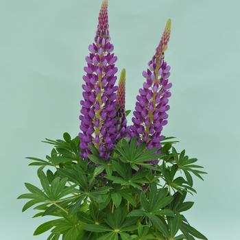 Lupinus polyphyllus Staircase™ 'Blue'