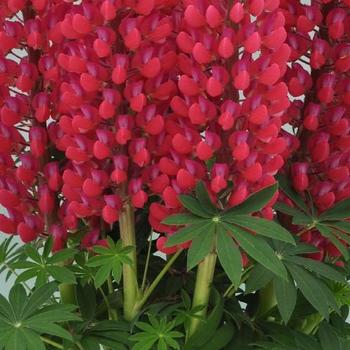 Lupinus polyphyllus Staircase™ Red