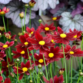 Coreopsis L'il Bang™ 'Red Elf'