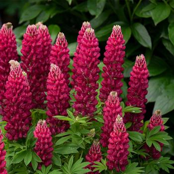 Lupinus polyphyllus Mini Gallery™ 'Red'