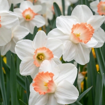 Narcissus 'Pink Charm' 