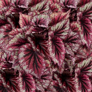 Begonia rex-cultorum Shadow King® 'Cherry Mint'
