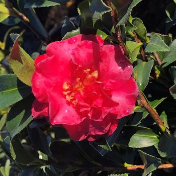 Camellia sasanqua 'Royal Flush Shi Shi™'