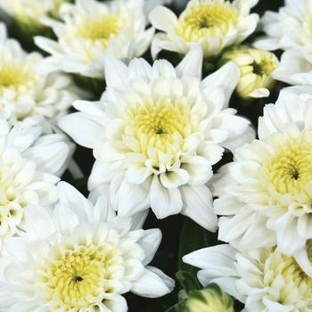 Chrysanthemum grandiflorum 'Celestial White' 