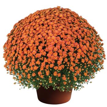 Chrysanthemum x morifolium Jacqueline™ Orange Fusion