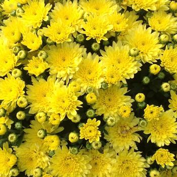 Chrysanthemum grandiflorum 'Moonglow Yellow' 