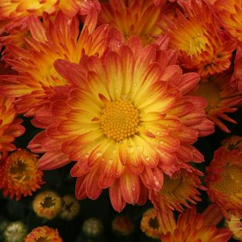 Chrysanthemum grandiflorum Stacy™ Dazzling Orange