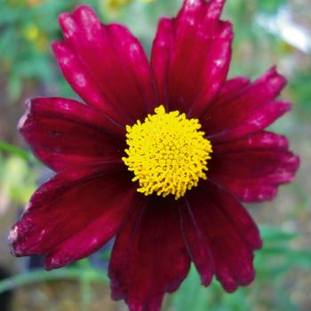 Coreopsis 'Redshift' PP20412