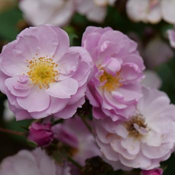 Rosa 'Rise Up Lilac Days®'