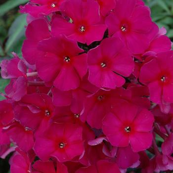 Phlox paniculata Sweet Summer® 'Red'