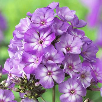 Phlox paniculata Sweet Summer® 'Surprise™ Violet White'