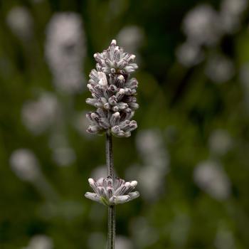 Lavandula angustifolia Scent™ 'White Improved'