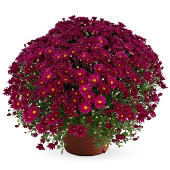 Chrysanthemum x morifolium Teresa™ 'Pink'