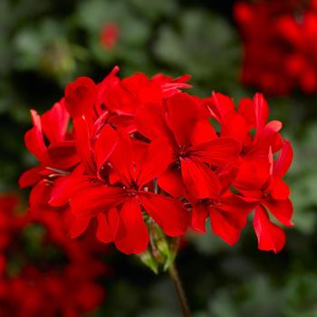 Pelargonium 'Red' 